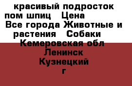 красивый подросток пом шпиц › Цена ­ 30 000 - Все города Животные и растения » Собаки   . Кемеровская обл.,Ленинск-Кузнецкий г.